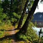 Uferweg am Englmannsteich - 2. Juli 2015