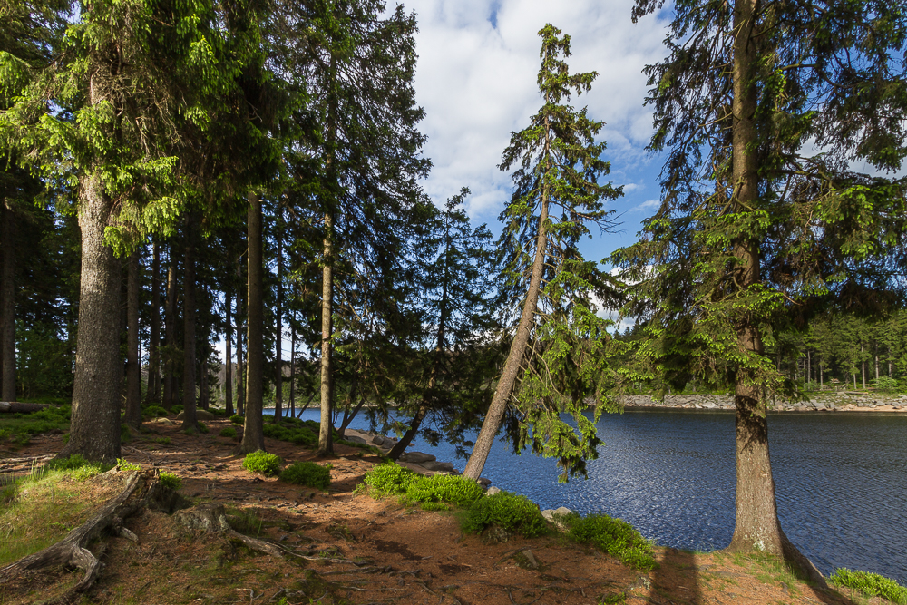 Uferweg am Oderteich