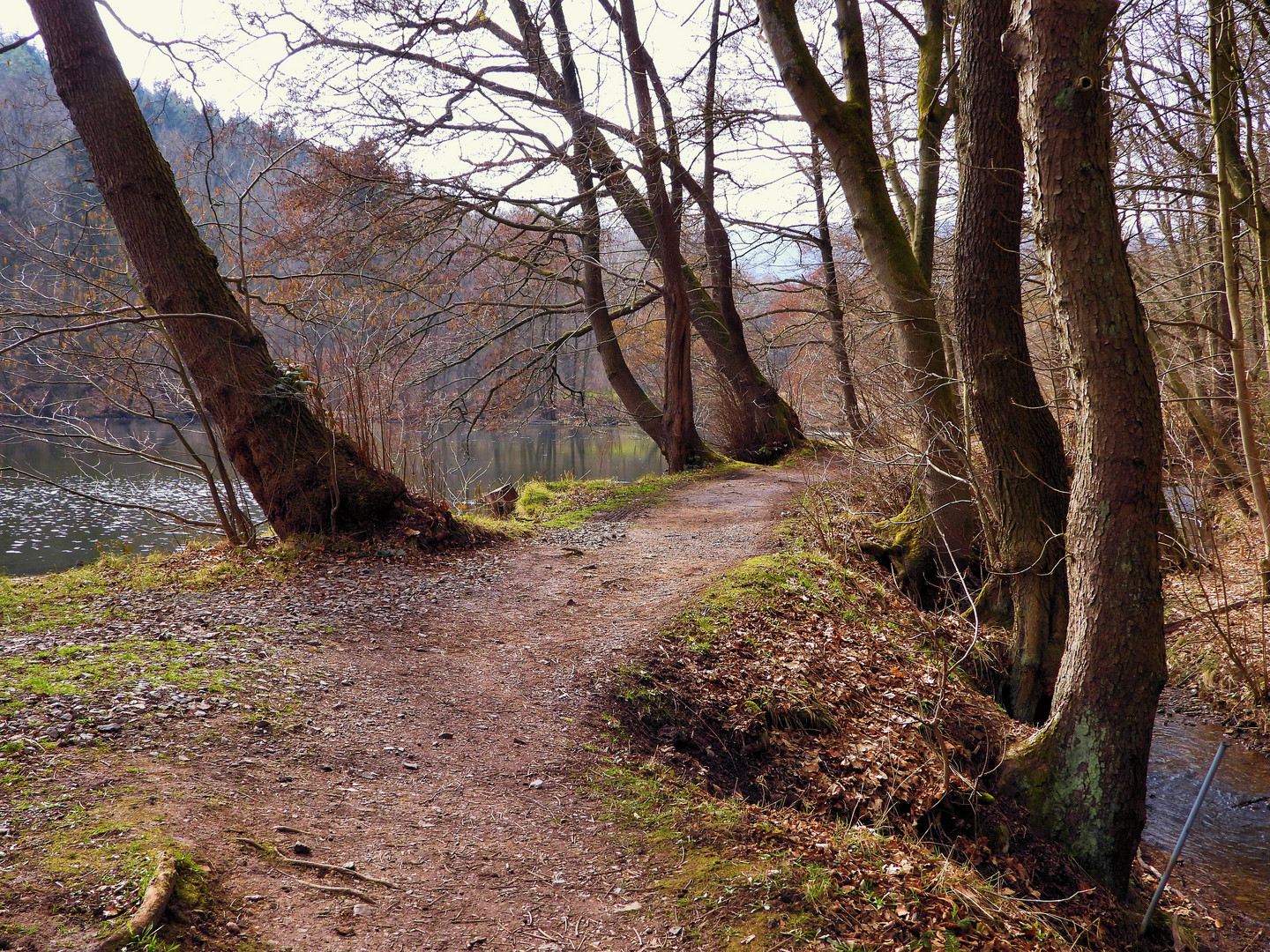 Uferweg am Waldteich