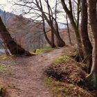 Uferweg am Waldteich