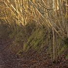 Uferweg im Jänner