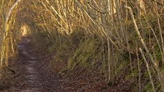 Uferweg im Jänner