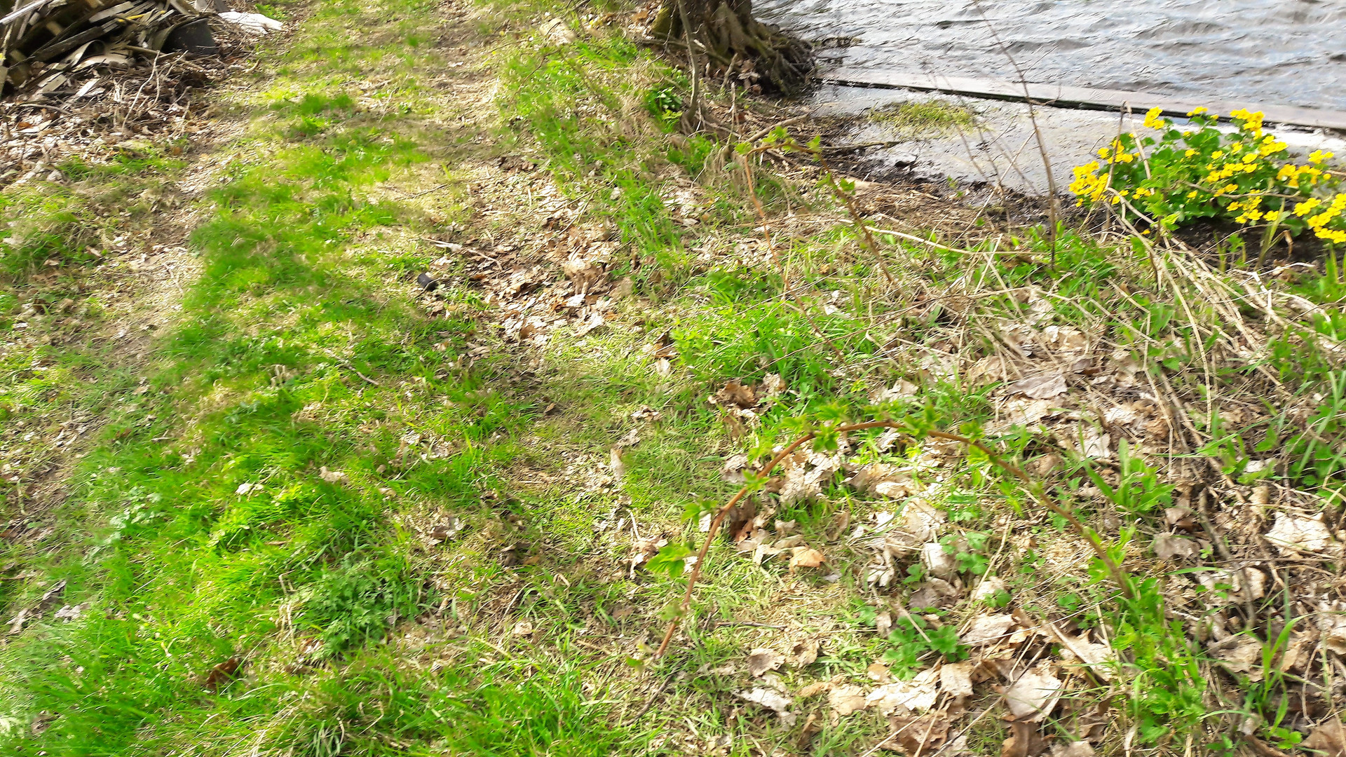 Uferweg im Sonnenlicht und Schatten der Baumäste