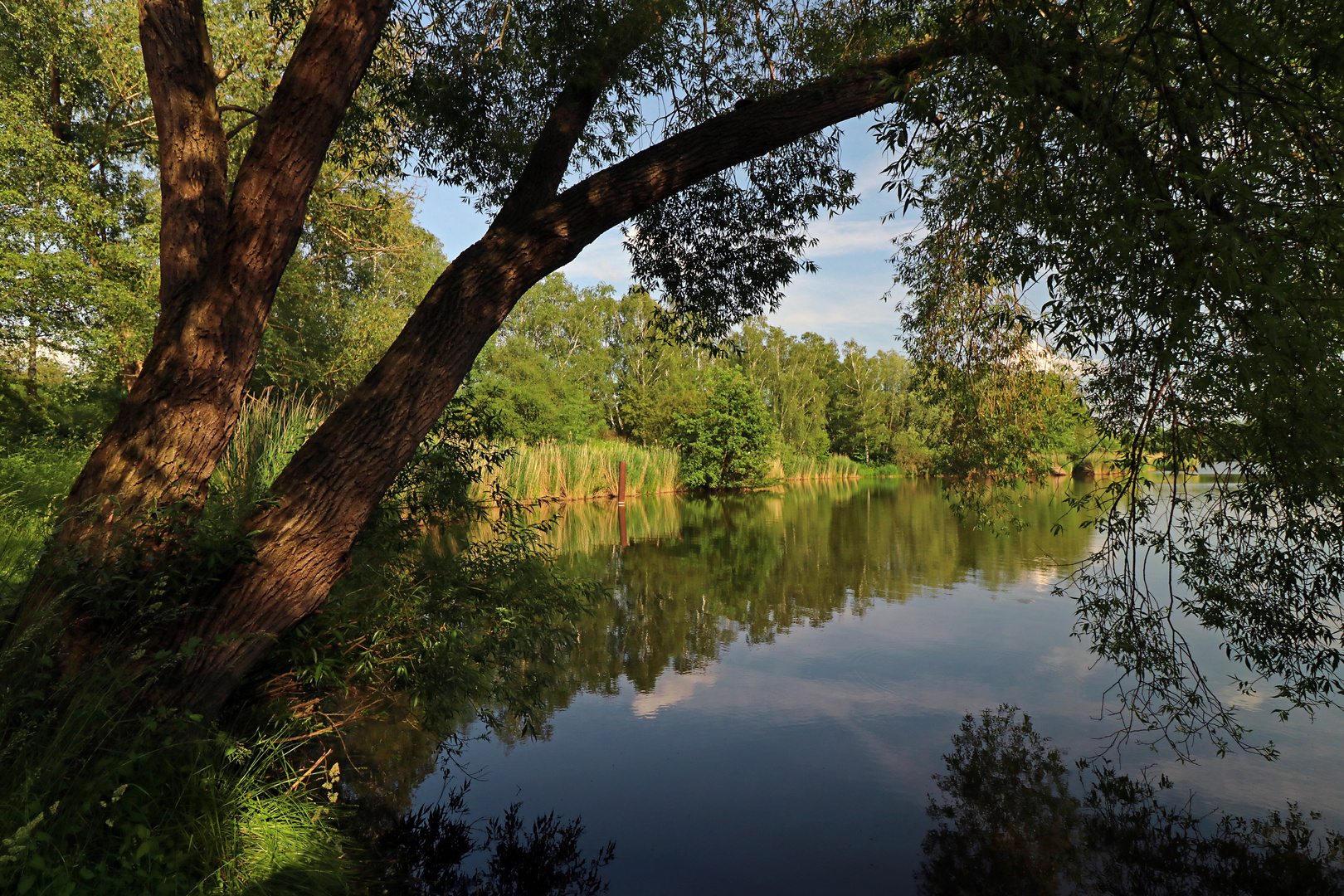 Uferweide am See 