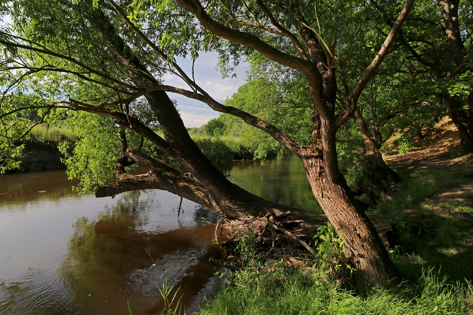 Uferweiden am Fluss