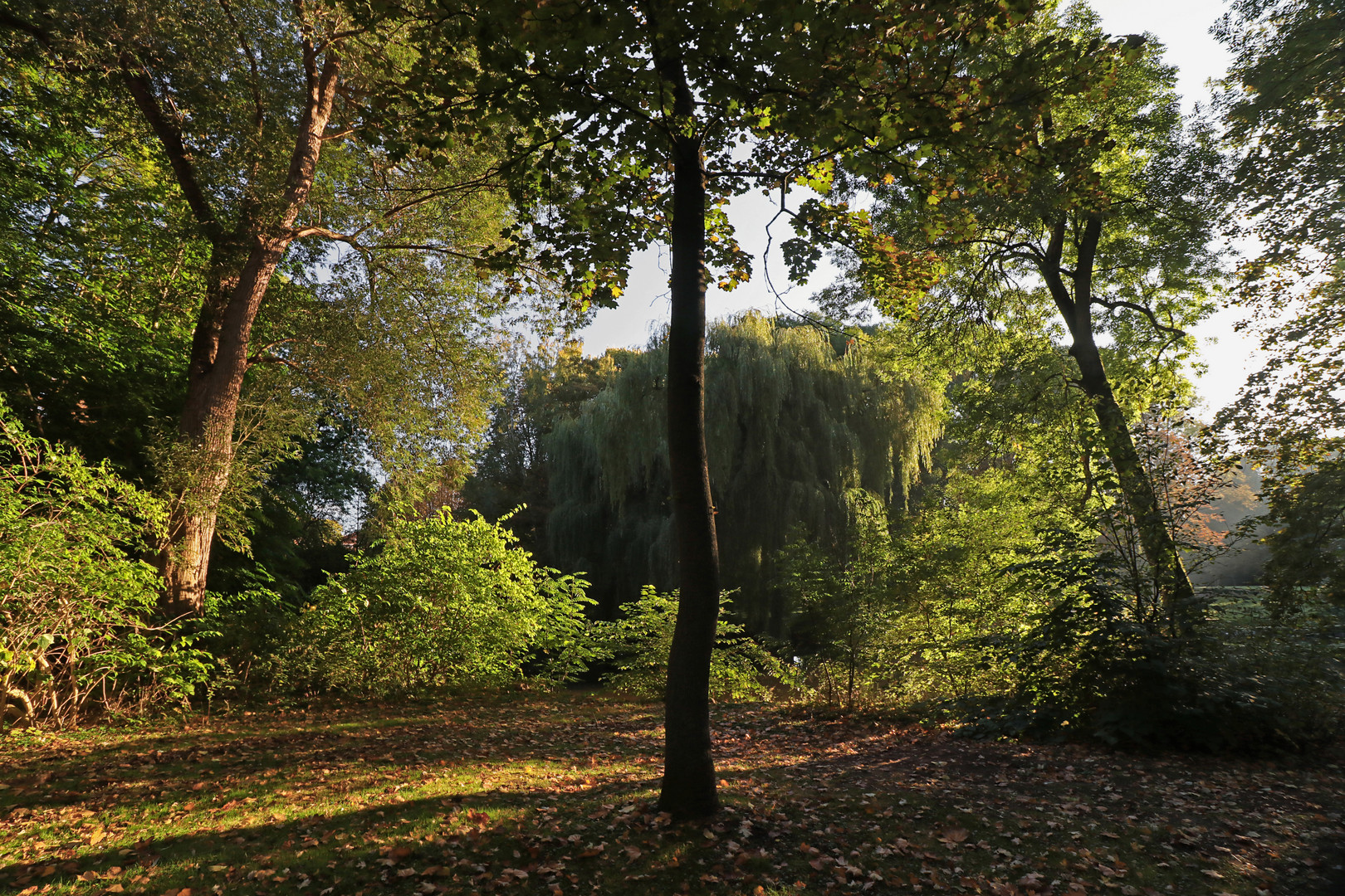 Uferwiese im frühen Licht