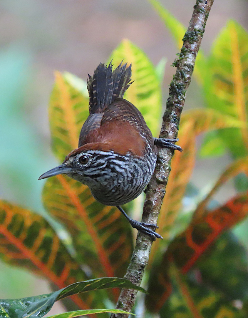 Uferzaunkönig (Cantorchilus semibadicus) bei Puerto Jimenez