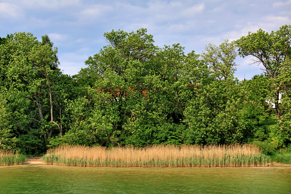 Uferzone am Ammersee