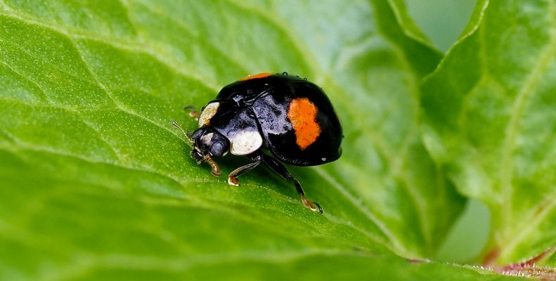 UFF, BERGAUF KOMME ICH IMMER INS SCHWITZEN 