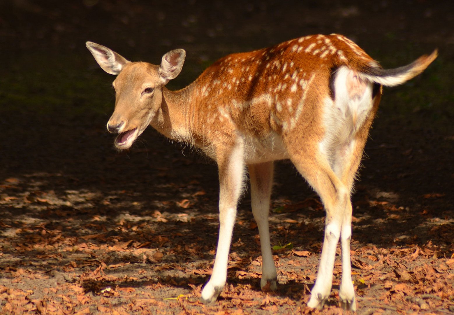 Uff! - Wildsaison vorbei!