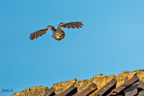                            !!!    (  Ufo  )   !!!