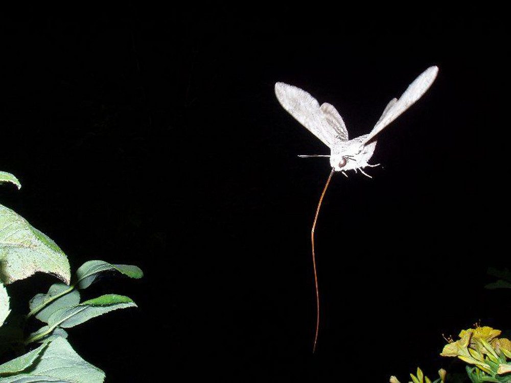 UFO-Albino wuscheliges Urwaldinsekt flatternd gesichtet in der tiefsten Nacht in Mazedonien