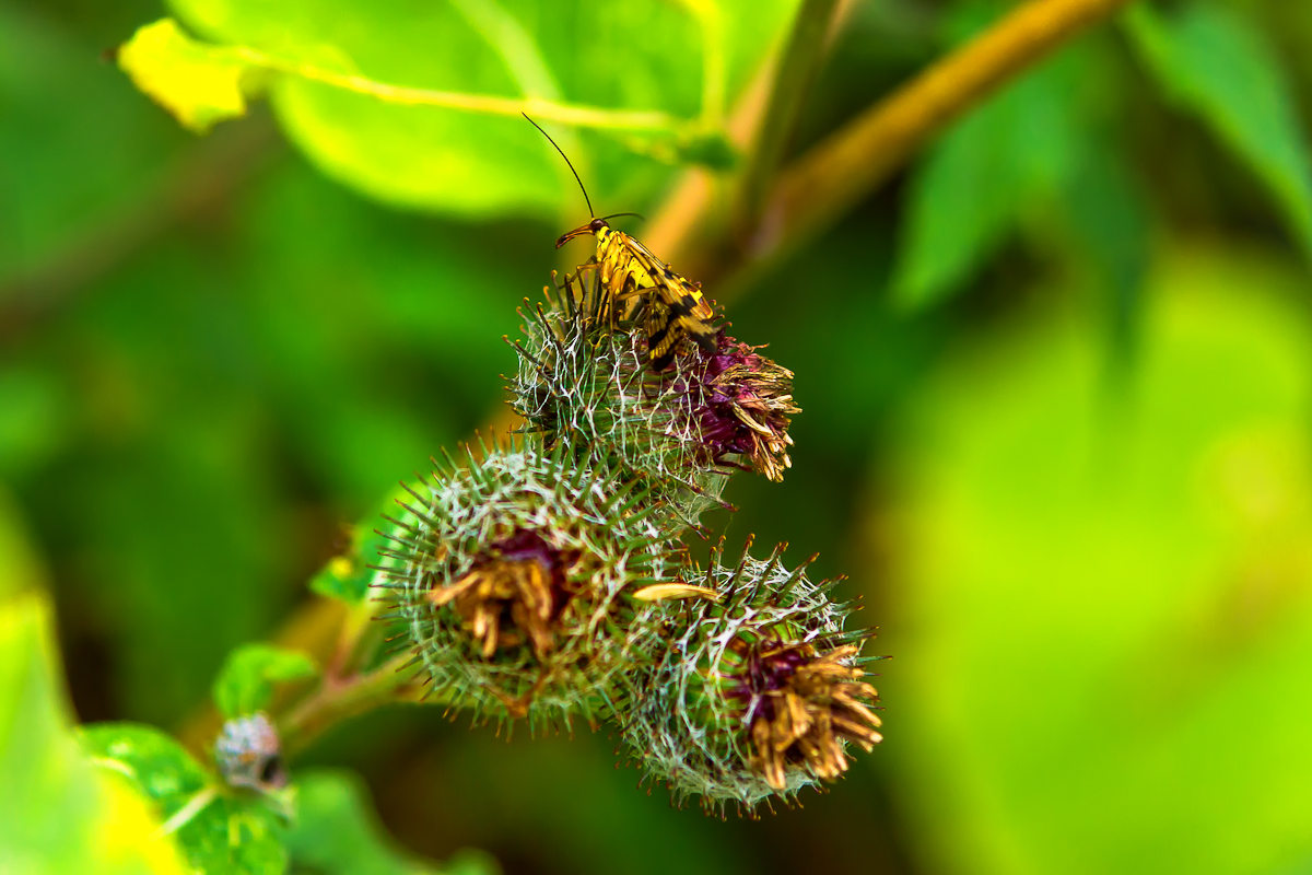 Ufo auf Blüte