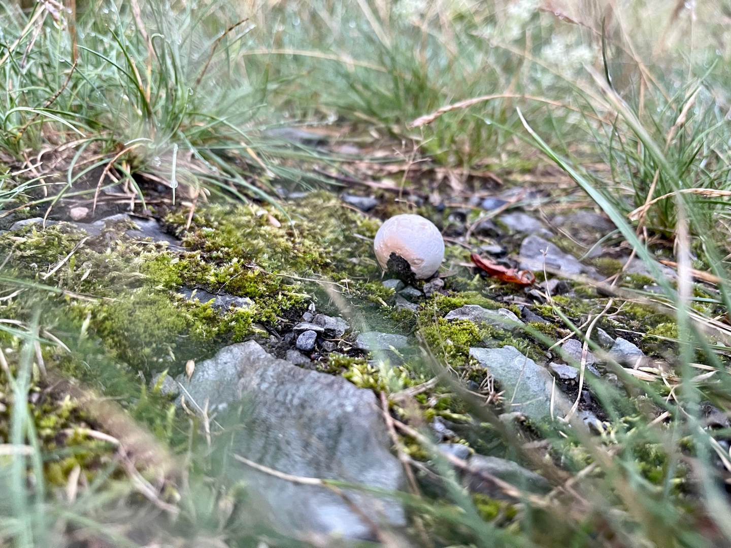 UFO gelandet ? Eine winzige Landschaft mit Pilz 