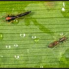 UFO I: Springspinnen-Pärchen in Costa Rica