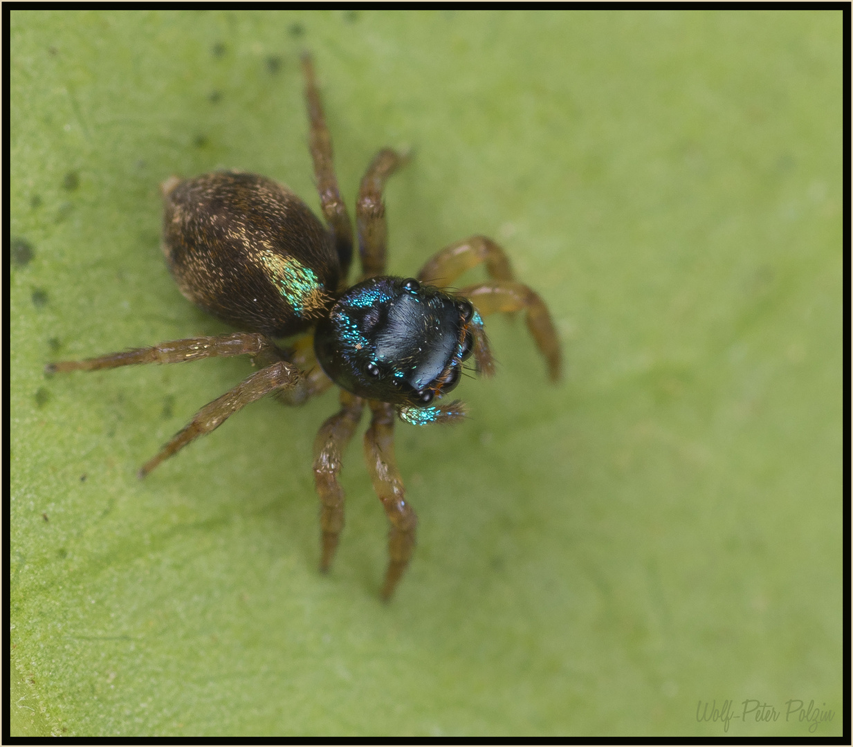 UFO III: unbekannte Springspinne (Costa Rica)