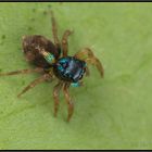 UFO III: unbekannte Springspinne (Costa Rica)