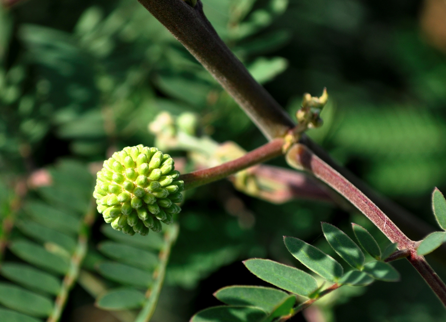 UFO - Unindidentified Flower Object? Who can help me to find out what is?