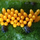 Œufs  de coccinelles asiatiques