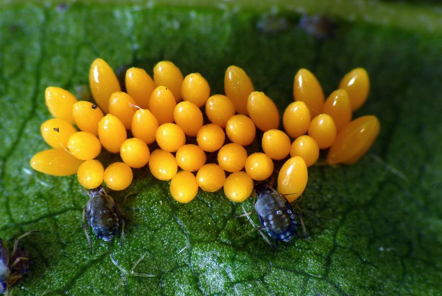 Œufs  de coccinelles asiatiques