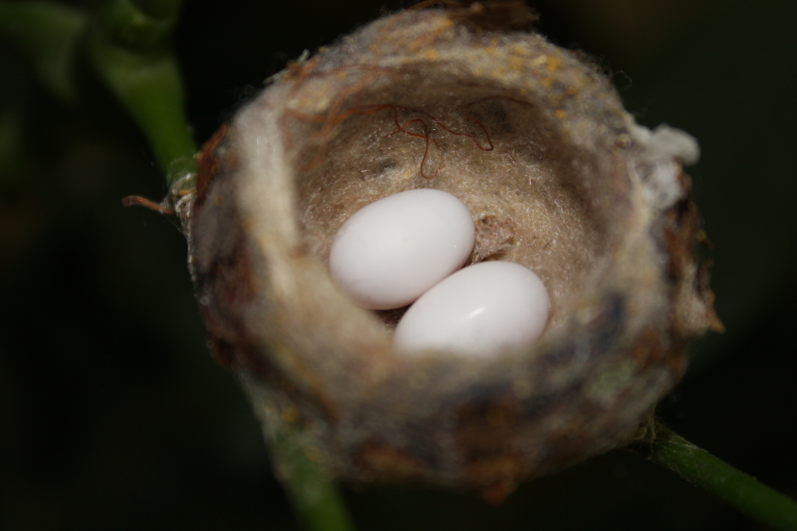 Œufs de colibris dans le nid