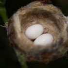 Œufs de colibris dans le nid