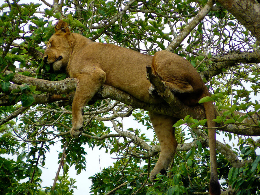 Uganda - Baumlöwe im Queen Elizabeth Nationalpark
