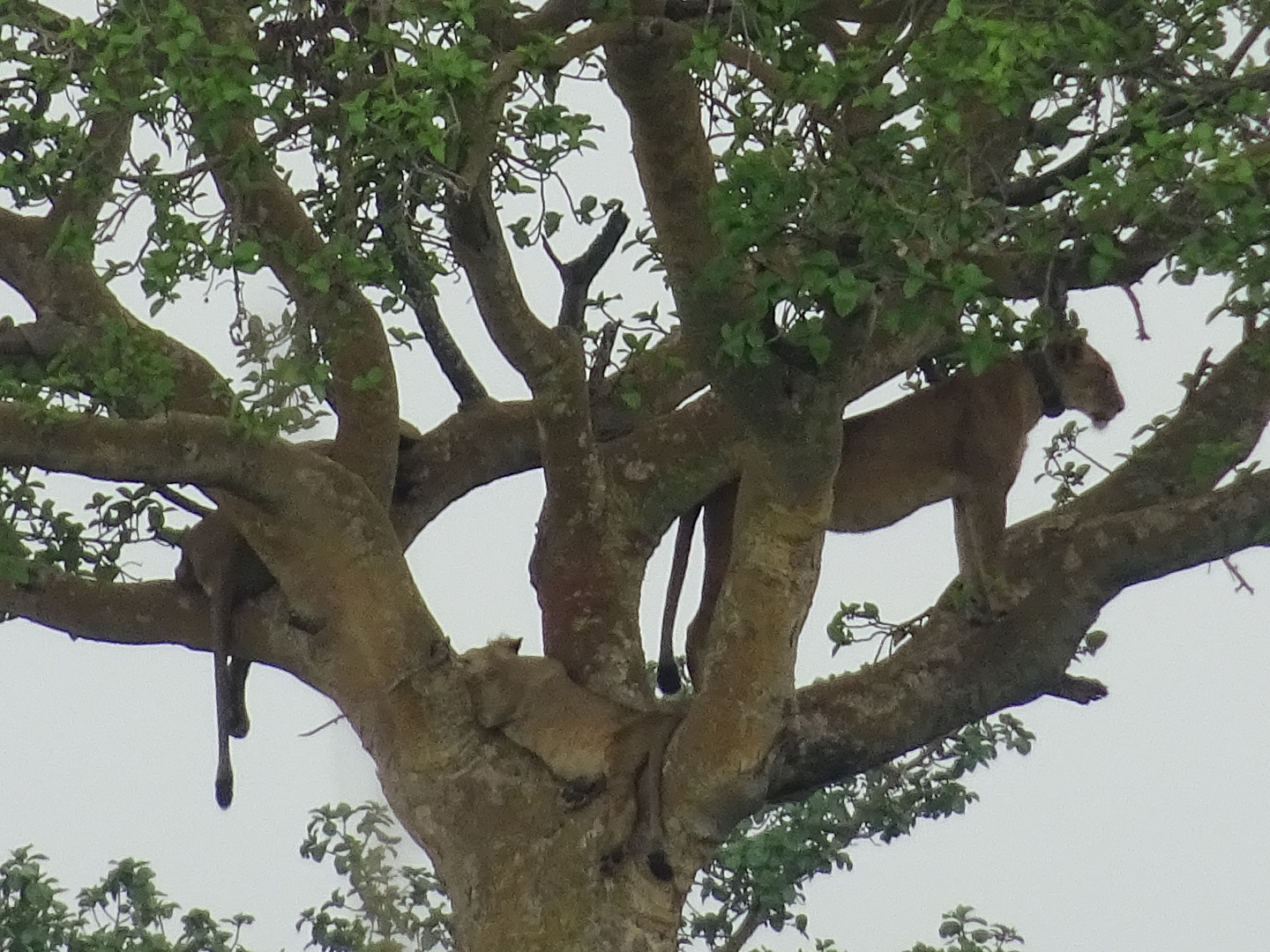 Uganda Baumlöwen