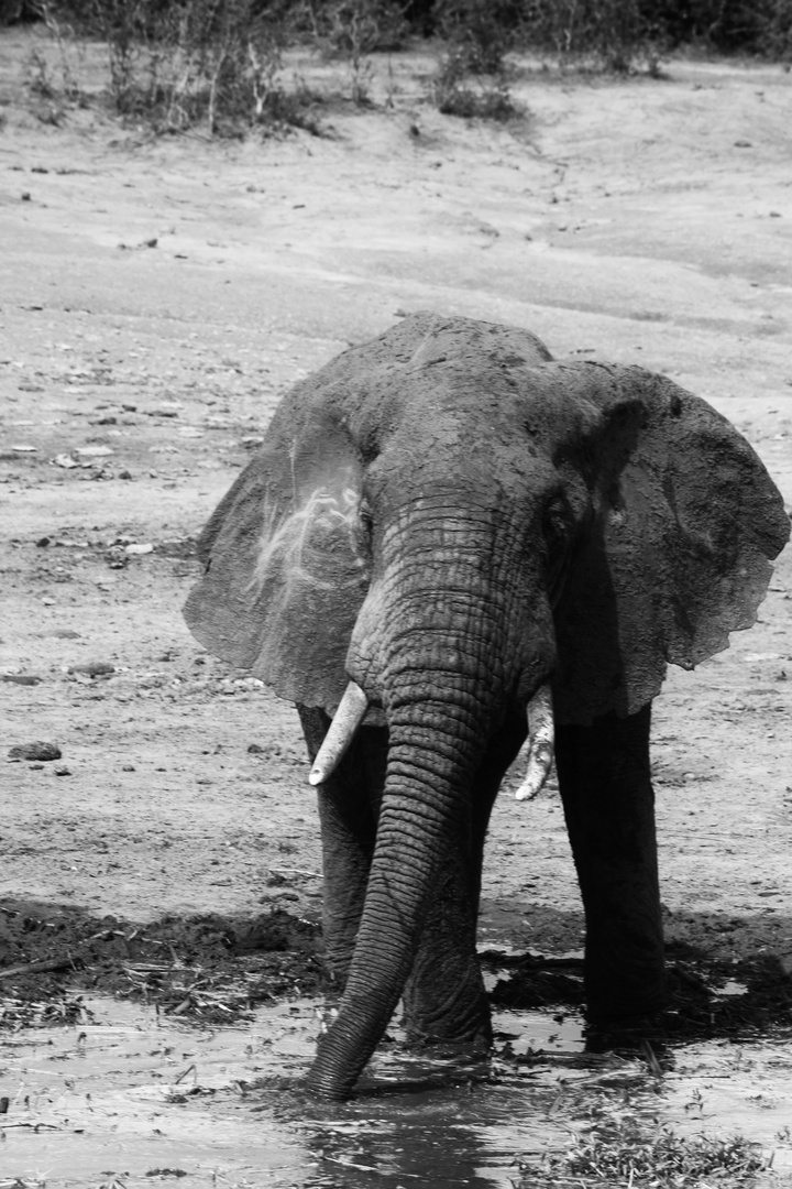 Uganda, Elefant II
