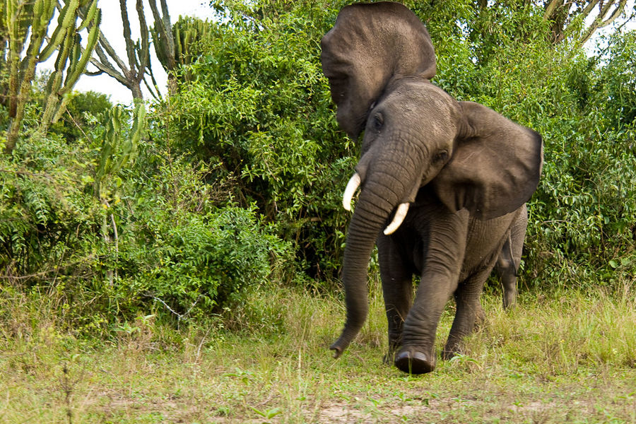 Uganda - Elefant im Queen Elisabeth NP