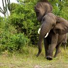 Uganda - Elefant im Queen Elisabeth NP