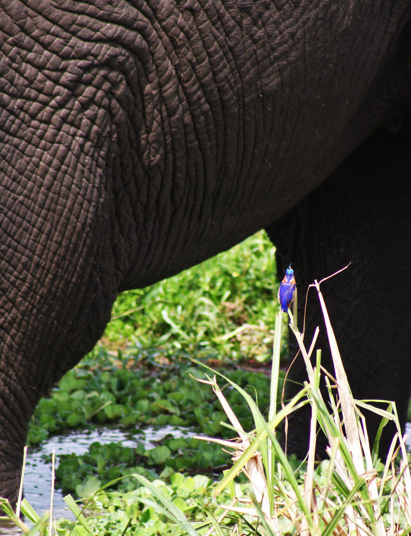 Uganda Elefant u. Eisvogel