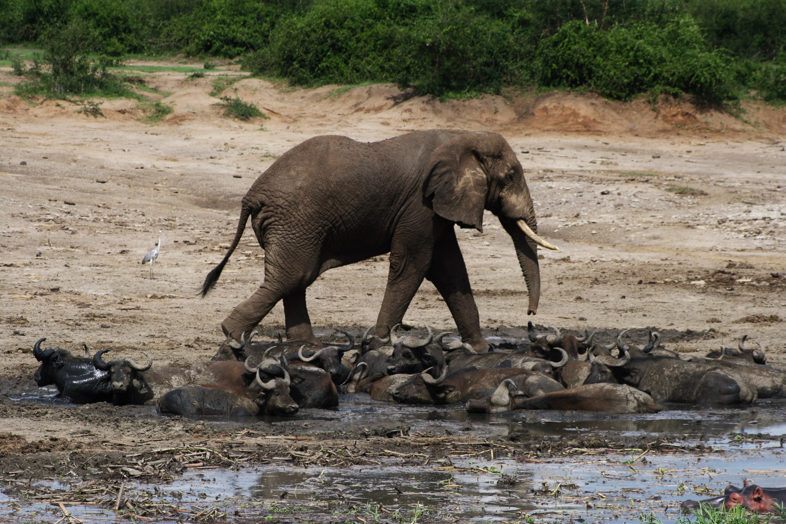 Uganda, Elefant und Wasserbüffel