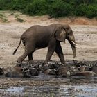 Uganda, Elefant und Wasserbüffel