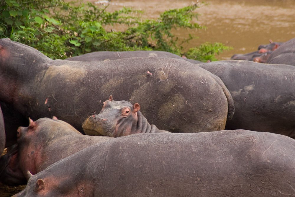 Uganda - Flusspferde an der Grenze zum Kongo (2)