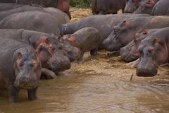 Uganda - Flusspferde an der Grenze zum Kongo