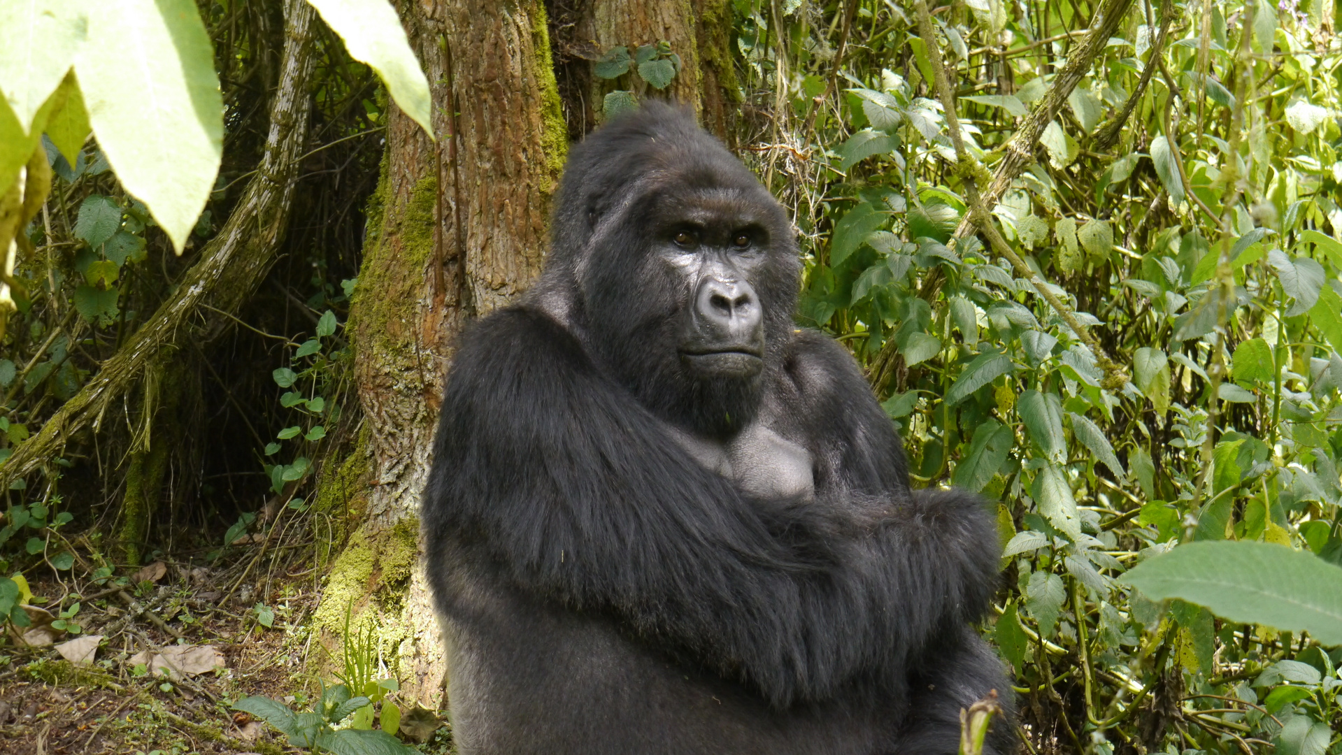 Uganda Gorilla Trekking 2