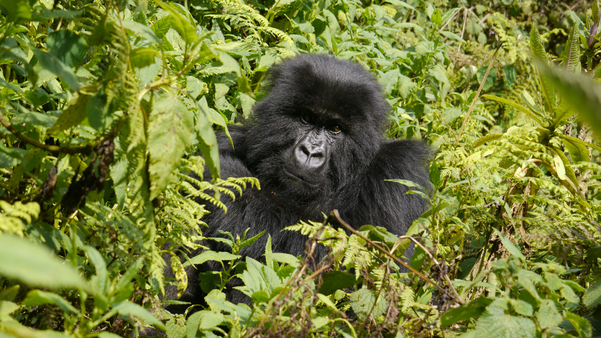 Uganda Gorilla Trekking