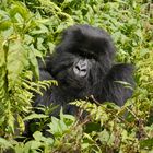 Uganda Gorilla Trekking