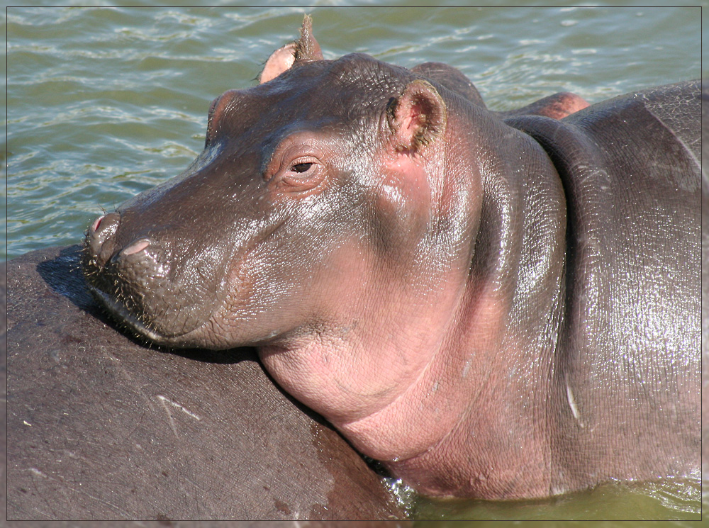 Uganda Hippo