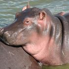 Uganda Hippo