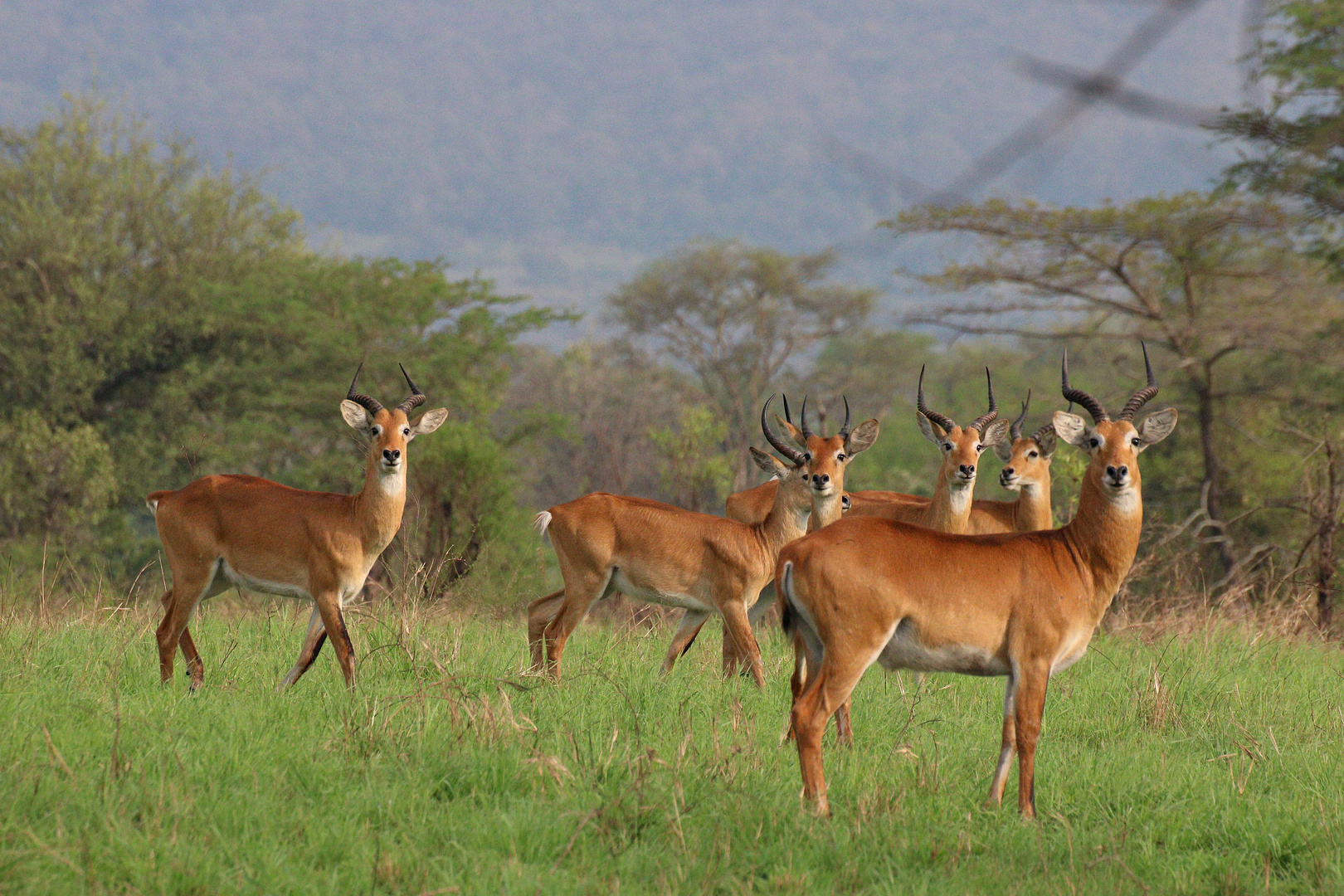 Uganda-Kob Antilopen