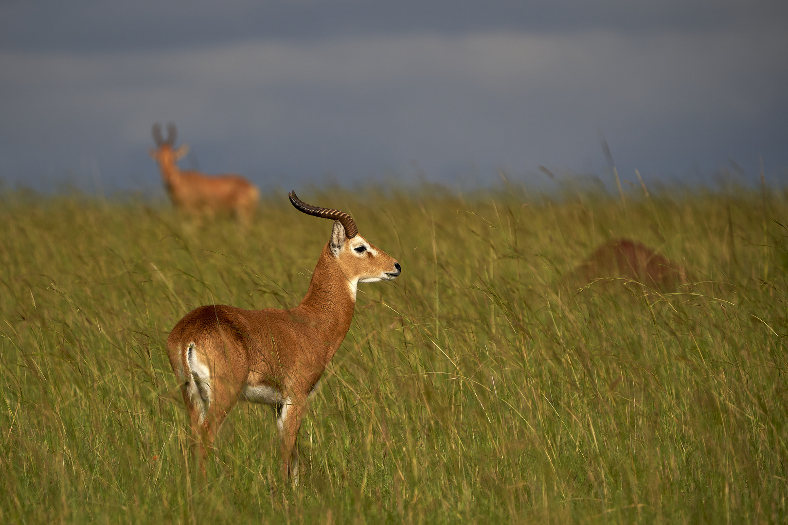 Uganda-Kob im Kidepo NP 