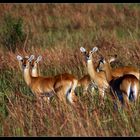 Uganda Kobs, Queen Elizabeth NP, Uganda