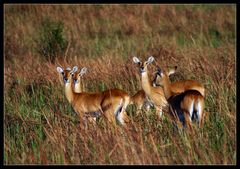 Uganda Kobs, Queen Elizabeth NP, Uganda