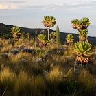 Uganda - Landschaft auf dem Mount Elgon