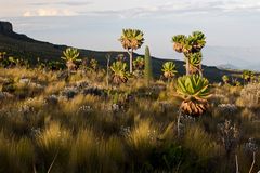 Uganda - Landschaft auf dem Mount Elgon