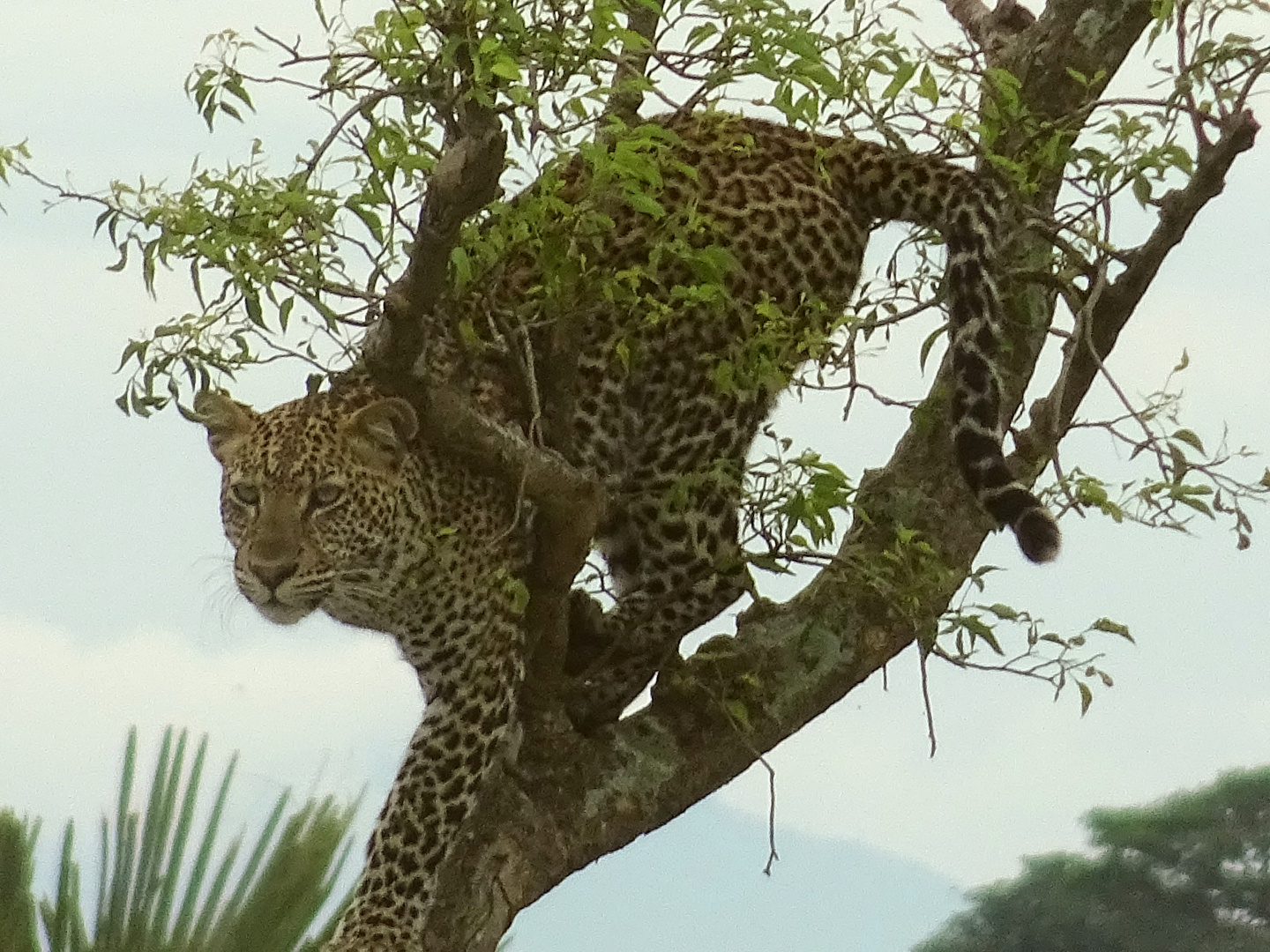 Uganda Leopard 2022