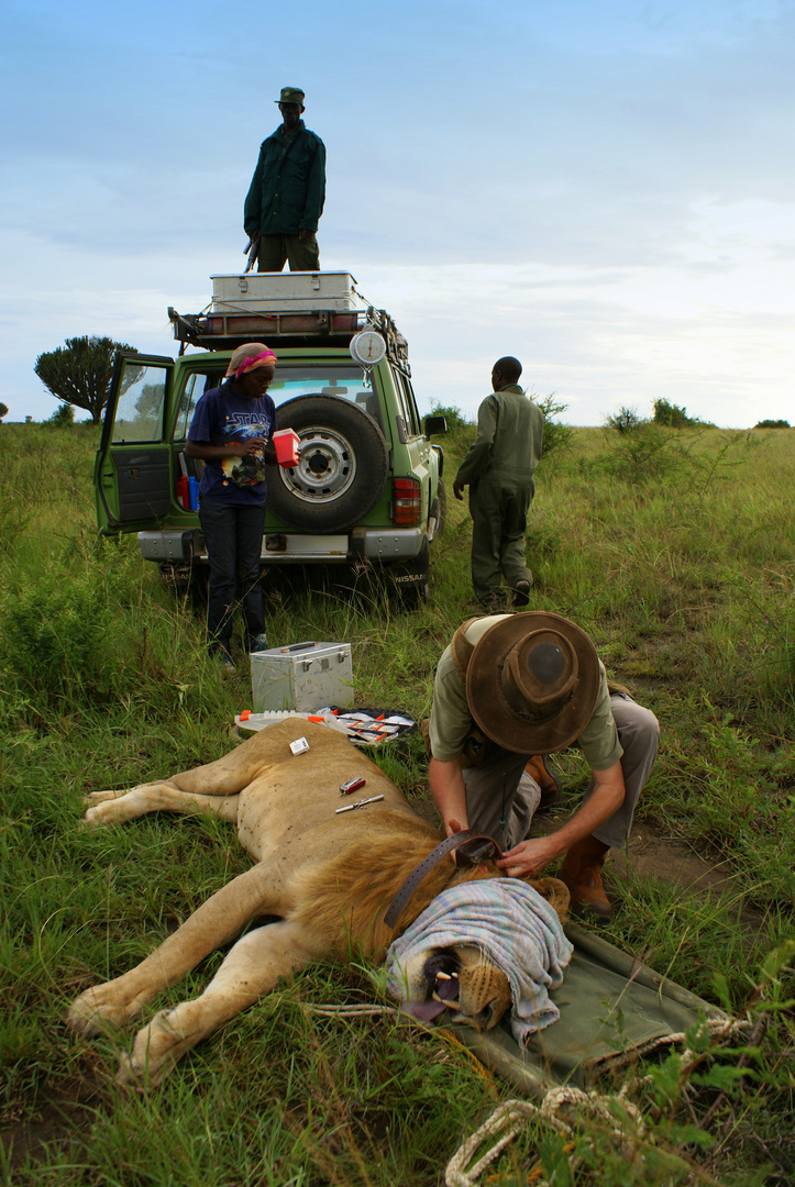 Uganda - monitoring lions