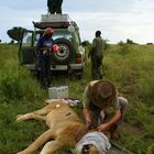 Uganda - monitoring lions